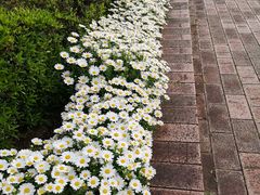 -台场海滨公园船码头
