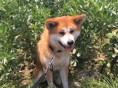 -HONGA HONGA雄家(曹路店)