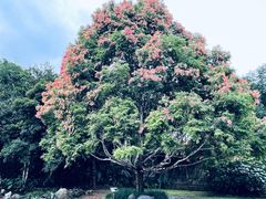 -中国科学院西双版纳热带植物园