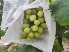 -马陆小张葡萄园农家乐