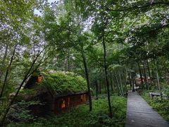 -五营国家森林公园