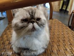 -猫色咖啡·猫咖