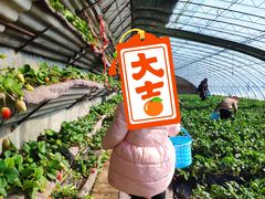 -大自然农场蔬菜草莓采摘园