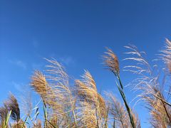 -福田红树林生态公园