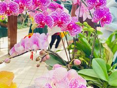 -石家庄市植物园
