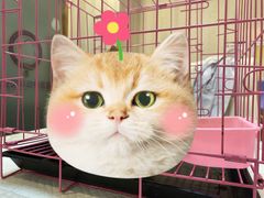 -宠爱国际动物医院·消化内科·心肾内科·ISFM猫友好(望京店)