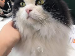 -安格丽娜·狗咖·猫咖羊驼咖(春熙路百盛商场店)