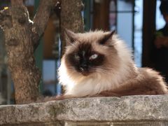 -喵屿·大理花园猫咖