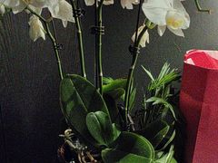 -望京辣宴·古法川菜(望京店)