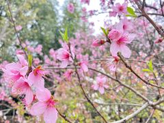 -白塘生态植物园