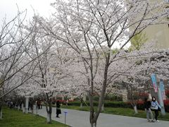 -高东镇樱花园