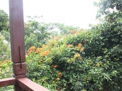 -三亚亚龙湾人间天堂鸟巢度假村