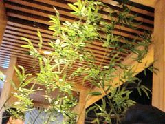 -星河湾温泉洗浴酒店