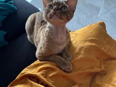 -山宅一喵德文卷毛猫舍