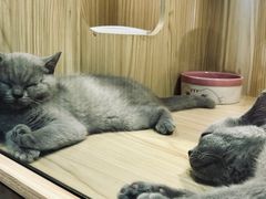 -屋虎猫馆(宝安大仟里店)