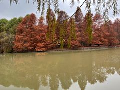 -上海海湾国家森林公园