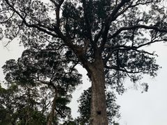 -海南热带雨林国家公园吊罗山景区