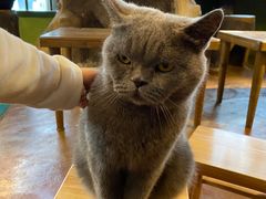 -猫猫幼稚园·撸猫·桌游·电玩