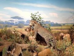 -陕西自然博物馆