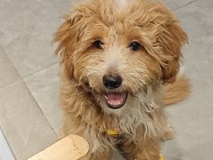 -伟伟宠物医院·CT影像中心·瑞派犬猫综合性门诊(汉口总院)