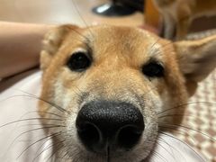 -柴犬高等学院·狗咖·柴犬售卖·宠物训练