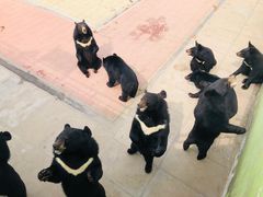 -西霞口神雕山野生动物世界