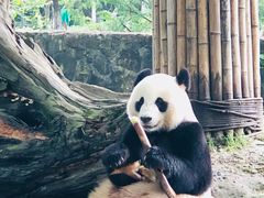 -都江堰中华大熊猫苑