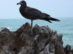 -海驴岛(荣成市)