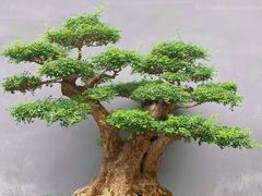 -成都杜甫草堂博物馆