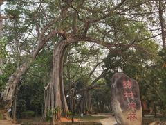 -瑞丽独树成林风景区