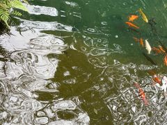 -千岛湖东南湖区