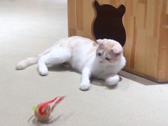 -藏猫猫咖啡主题馆(中央大道店)