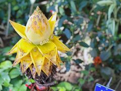 -中国科学院西双版纳热带植物园