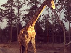 -清迈夜间动物园