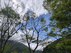 -卧龙自然保护区