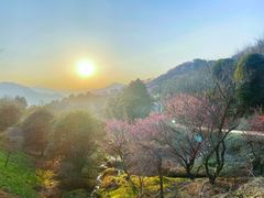 -新建村梅花