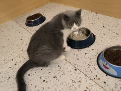 -猫域·湾主题猫咖·宠物吧(南坪城市广场店)
