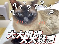 -藏猫猫咖啡主题馆(中央大道店)