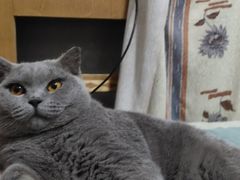 -宠爱国际动物医院· 猫科· 外科·中兽医(长白店)