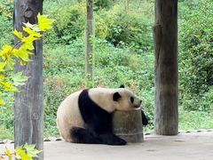 -中国大熊猫保护研究中心雅安碧峰峡基地