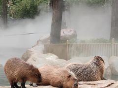-北京野生动物园