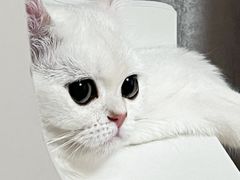 -喵zoo家庭繁育猫舍(尖东智能花园店)
