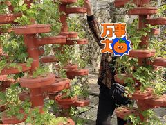 -上海都市菜园