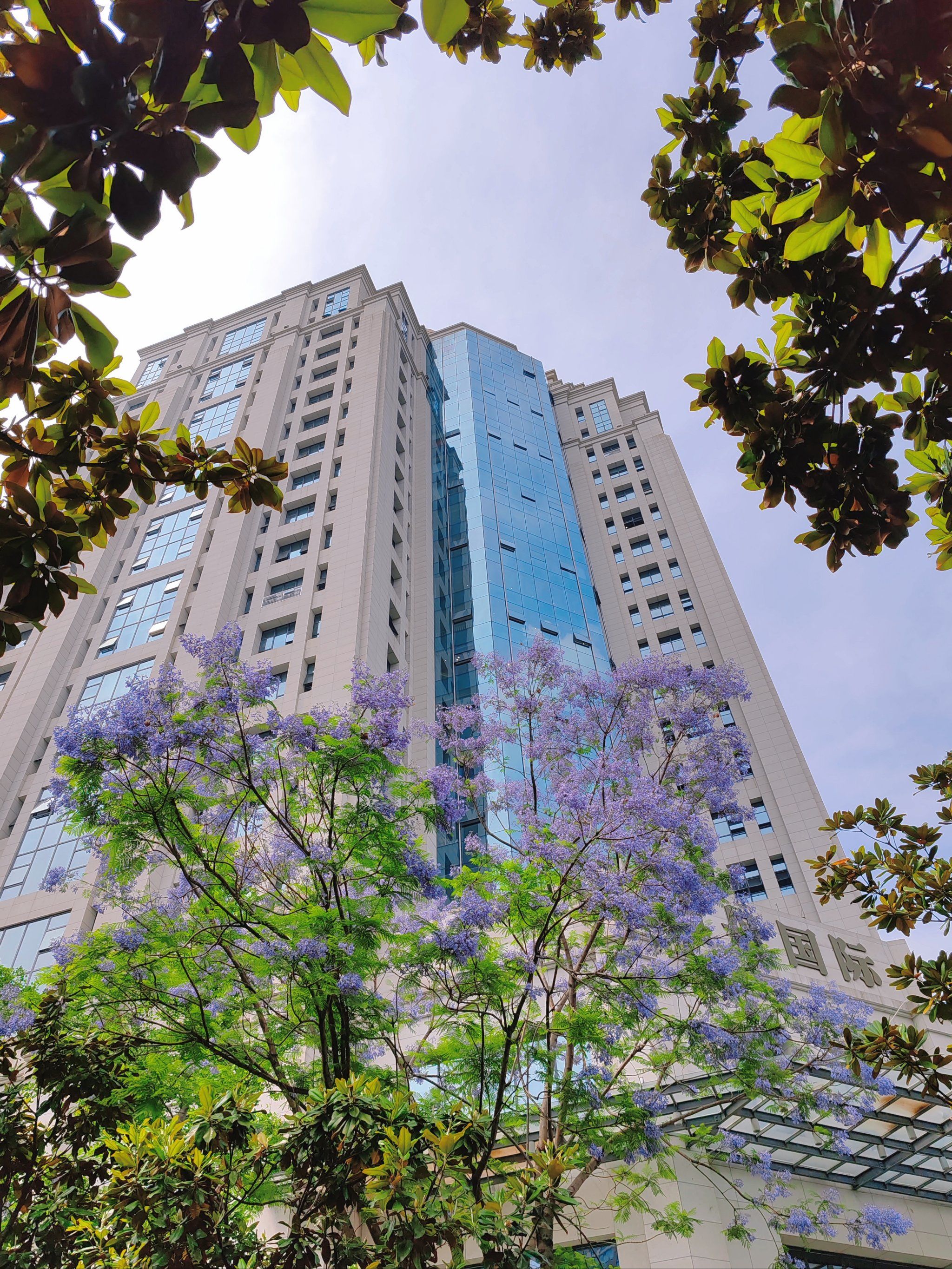 追花的季节——成都街头的蓝花楹!