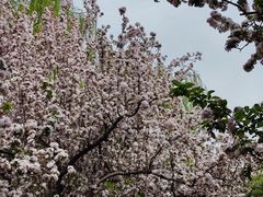 -海棠花溪(元大都城垣遗址公园)