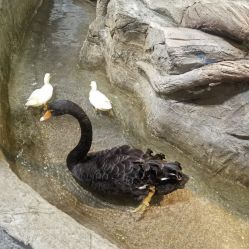 -Zoolung Zoolung动物主题公园(海信广场店)