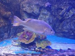 -太平洋海底世界