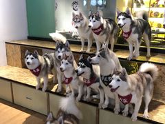 -Husky Go! 哈士奇体验馆·宠物咖啡厅狗咖