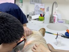 -美联众合动物医院·24h转诊中心