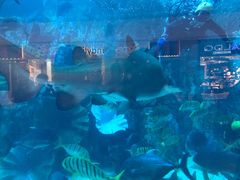 -迪拜水族馆及水下动物园